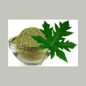 สารสกัดจากธรรมชาติแบบพรีเมี่ยมสำหรับภูมิคุ้มกันของเกล็ดเลือดและการย่อยอาหารแบบแห้งบรรจุภัณฑ์แบบดรัมใบมะละกอส่งตรงจากญี่ปุ่น - Product Image 1