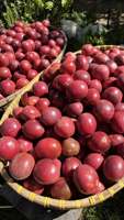Premium Vietnam Passiefruit Vers Geoogst, Ideaal Voor Exportsap En Voedselverwerking