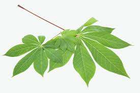 FEUILLE DE MANIÈRE CONGELÉE/PATRIMOINE AFRICAIN/NUTRITION PROPRE/RICHE EN MICRONUTRIMENTS - Product Image 5