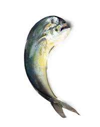 Alta calidad 2-4 kg IQF congelado redondo Mahi buen precio suministro a granel para peces - Product Image 3