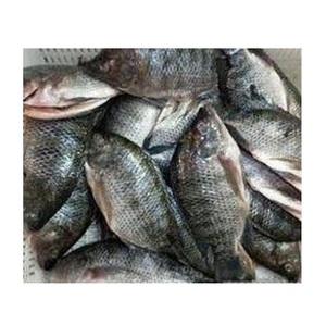 Tilapia Negra Congelada - Compra al por Mayor de Tilapia Negra para Procesamiento de Alimentos - Product Image 2