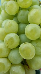 Nho xanh không hạt hữu cơ nho đỏ tươi-người mua quốc tế - Product Image 4