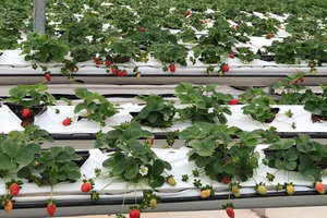 Les sacs de culture Smart coco coco sont pratiques, faciles à utiliser et très efficaces - Product Image 5