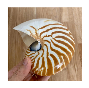 เปลือกหอยหอยโข่งลายเสือราคาขายส่งมีขายจำนวนมากสำหรับงานฝีมือและตลาดของที่ระลึก - Product Image 1