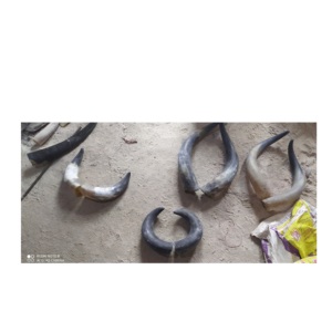 Dernière paire de corne de buffle de différentes tailles, logo personnalisé, corne de buffle décorative polie de haute qualité à vendre - Product Image 1