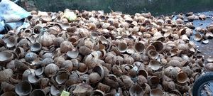 วัตถุดิบเปลือกมะพร้าวธรรมชาติสำหรับผู้ส่งออกถ่านงานฝีมือผู้จำหน่ายและผู้ซื้อส่งทั่วโลก - Product Image 4