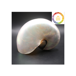 Conchas Nautilus decorativas de Vietnam pulidas para exhibición temática oceánica Configuración de Acuario y suministros de arte - Product Image 5