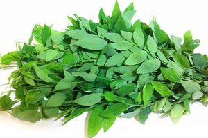 ใบหวานอบแห้งผลิตจากโรงงานชาธรรมชาติออร์แกนิกคุณภาพเยี่ยม - Product Image 5