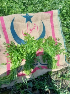 Semillas de Cilantro Moon Star Evergrow Anmol, 99% de Pureza, 85% de Germinación - Product Image 6