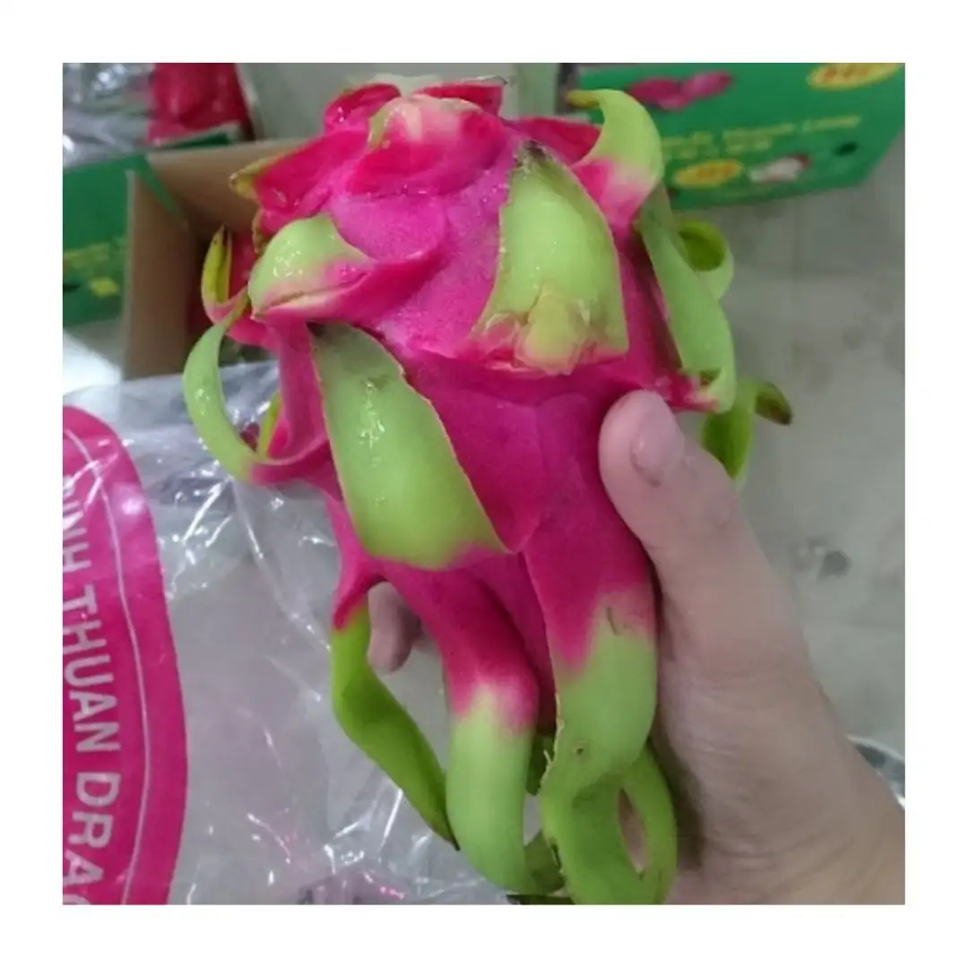 BEST SELLING 2024 FRESH DRAGONFRUIT - TOP SALE EXPORTING FRESH PRODUCT IN VIETNAM RED AND WHITE DRAGON FRUIT NEW GREAT CROP