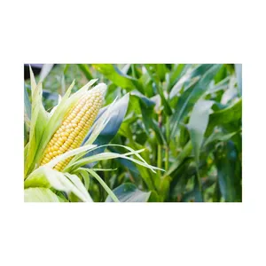 Cheap price Dry Yellow Corn For Animal Feed For Sale