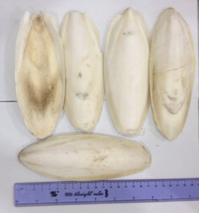 Material de Concha de Sepia Seca Premium para Proyectos de Tallado y Enriquecimiento de Mascotas, Suministrado Directamente desde Regiones Costeras de Vietnam - Product Image 4