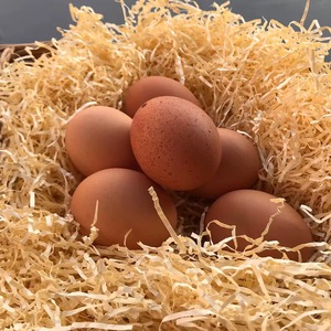 Huevos Fértiles Frescos para Incubar de Pollo Cobb 500 y 700, Estilo Yolk Ross 308 - Product Image 4