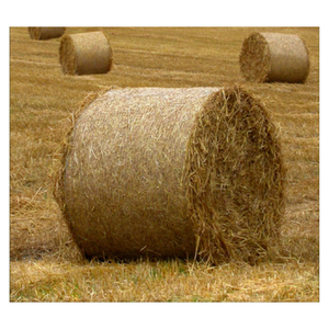 Paja de trigo y arroz de alta calidad para piensos, fardos de paja de trigo de calidad de exportación de Vietnam - Product Image 1