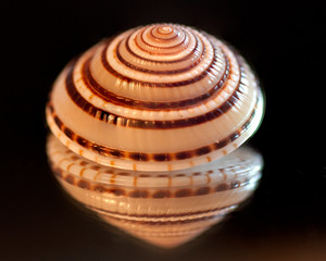 Minuscule miniature Fairy Garden Beach Critter Seashells Collection de vie marine pour projet d'art et d'artisanat/extérieur fabriqué au Vietnam - Product Image 3