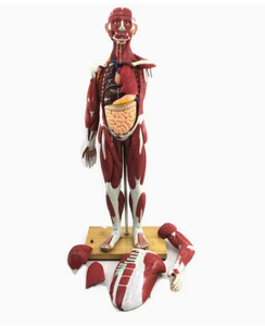 Modelo Anatómico de Músculo Humano de Alta Detalle/Material de Resina/Impreso en 3D/Silicona Suave/Dispositivos Médicos/Entrega Rápida - Product Image 5