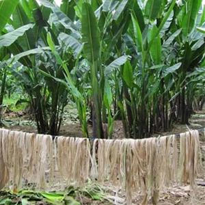 Meilleure vente de matériaux écologiques, Fiber de bananier, Fiber de bananier Pure, vente en gros, haute qualité 99GD - Product Image 6