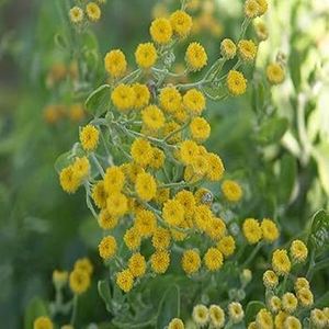 Huile essentielle de Costmary de qualité supérieure thérapeutique en gros en vrac avec un bon prix 100% huile essentielle de Costmary pure Inde - Product Image 1