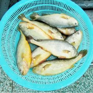 ปลาโครกเยลโลว์แช่แข็งคุณภาพสูง พรีเมียม LQF  คาร์โบไฮเดรตต่ำและออร์แกนิก สำหรับสหรัฐอเมริกา - Product Image 3