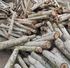 Vietnamese Origin Natural Wooden Piles <b>Garden</b> <b>Supplies</b> - Product Image 3