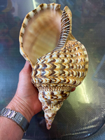 Coquille de trompette/triton vietnamienne polie, style animalier, décoration d'intérieur, coquillage de mer de différentes tailles