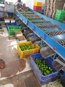 มะนาวสดไร้เมล็ดเพื่อการส่งออก: คุณภาพสูงมะนาวเหมาะสำหรับการใช้ทำอาหารทั่วโลก - Product Image 6