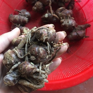 Kaempferia galangana-suministro de alimentos secos, especias naturales, arena fresca, raíz de jengibre, RHIZOMA, KAEMPFERIAE, galga, Akina - Product Image 2