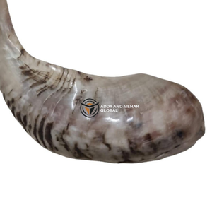 ฮอร์นแท้ shofar แตรธรรมชาติทำด้วยมือสำหรับวัตถุประสงค์ทางศาสนาและการตกแต่ง - Product Image 5