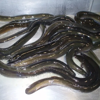 Morue européenne entière, surgelée sous vide, qualité supérieure, 1 kg, durée de conservation 12 mois, riches en vitamines, sans additifs, faible teneur en matières grasses