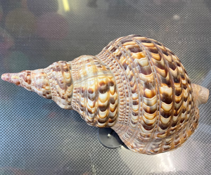 Coquillage de décoration de haute qualité/coquille de Triton de trompette/coquille de conque de Triton pour l'exportation du Vietnam - Product Image 6