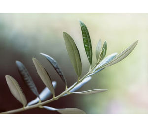 Gommes naturelles à base de plantes pour adultes 30 points d'extrait de feuille d'olivier marque privée ODM et OEM pas pour les femmes enceintes - Product Image 2