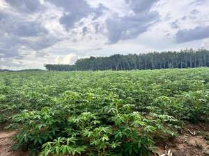 Vente en gros de meilleures feuilles de manioc congelées de fournisseurs vietnamiens de qualité supérieure - Product Image 6