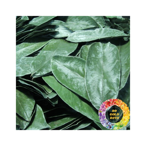 Hojas de Guanábana secas de Grado Superior Calidad superior A granel Venta al por mayor Suministro de exportación Hoja de Graviola Té natural Ingrediente a precios de mercado - Product Image 5