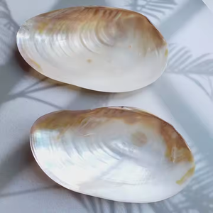Conchiglia di vongole naturali giganti 10-11 "madreperla mezza conchiglia per vaschetta decorativa nautica costiera - Product Image 2