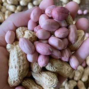 Chất lượng cao 70/80 đếm đậu phộng đậm lạc 100% tự nhiên số lượng lớn Nhà cung cấp cho thực phẩm và xuất khẩu - Product Image 5