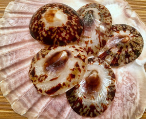 เปลือกหอยหัตถกรรมเปลือกหอยเปลือกหอยเปลือกหอยเปลือกหอยเปลือกทะเลขนาด6-8ซม. สำหรับเป็นของที่ระลึกเปลือกหอย Limpet ชายฝั่งชุดเปลือก Limpet จากประเทศเวียดนาม - Product Image 6