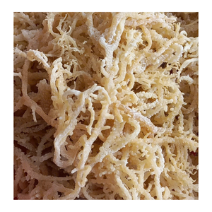 Mousse de mer toute naturelle océan brut jaune mousse de mer irlandaise/mousse de mer irlandaise fabriquée sauvage origine Vietnam pour l'exportation - Product Image 1