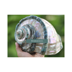 เปลือกหอยเทอร์โบสีเขียวจากมหาสมุทรธรรมชาติสำหรับ Terrarium และงานฝีมือสไตล์ชายหาด - Product Image 2