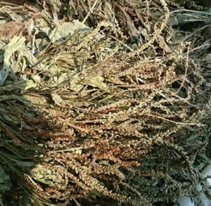 Herbe de plantago séchée naturelle, ingrédient coupé propre pour les tisanes et la transformation d'aliments fonctionnels - Product Image 6