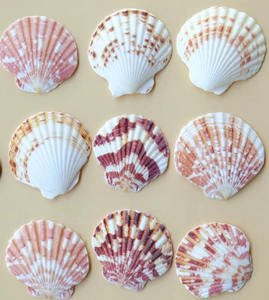 เปลือกหอยเกล็ดสีขาวจากเวียดนามอุปกรณ์ตกแต่งบ้านแบบ DIY ขัดเงาและทาสีสไตล์สัตว์ทะเลใช้เป็นของฝาก - Product Image 3