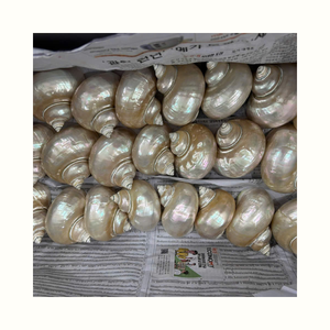 Conchas Marinas Turbo Imperialis para Manualidades Decorativas, Fabricación de Joyas, Producción de Recuerdos y Procesamiento de Conchas Marinas - Product Image 1