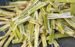 BAGASSE DE CANNE À SUCRE EN VRAC QUALITÉ SUPÉRIEURE BIOMASSE NATURELLE FOURNITURE D'EXPORTATION PRODUIT HOT DEAL TOP VENTES MEILLEURE OFFRE PROMOTION - Product Image 2