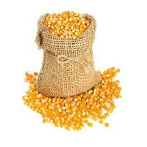 Maíz amarillo orgánico OGM al por mayor, maíz seco, palomitas de maíz, maíz blanco, maíz dulce para alimentación animal, venta al por mayor, precio de fábrica - Product Image 3