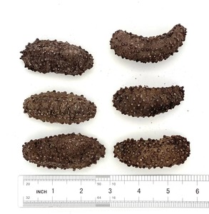 Pepino de mar seco de excelente calidad procesado naturalmente rico en colágeno mejor precio - Product Image 6