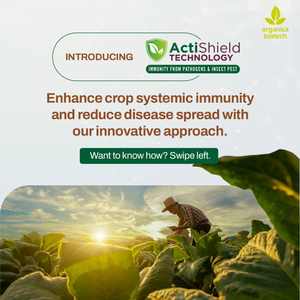 Traitement antifongique des plantes - Product Image 2