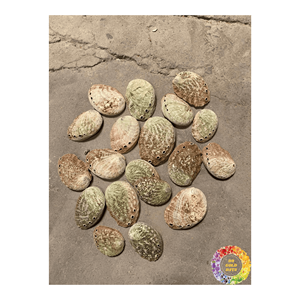 Concha de abulón nacarado para suministros de artesanía, productos hechos a mano de concha de mar, artesanía Natural, decoración del hogar, tacto Real de gran tamaño - Product Image 3