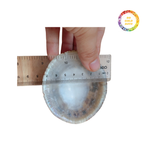 Conchas de Lapa vibrantes para ajustes de decoración, proyectos de hogar y Espectáculos de arte - Product Image 5