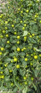 Semillas Híbridas Redondas de Pimiento Picante Queen F1 - Product Image 2