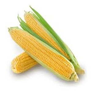 Suministro Agrícola de Maíz Amarillo Fresco, No Transgénico, para Consumo Humano a Precio Económico - Product Image 3