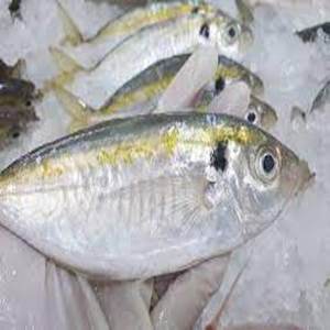 Pescado Trevally Congelado de Primera Calidad, Bajo en Sodio, Orgánico, Entero, en Venta - Product Image 1